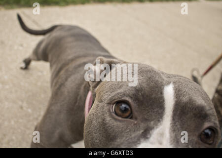 grau weiße Grube Stier Terrier Hund, graue Pit Bull, grauer Hund, schöne Hunde, Hund, Doggy, Haustier, Hintergrund, graue Pit Bull Hund suchen, l Stockfoto