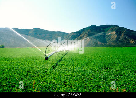 Beregnungs-und Bewässerungstechnik Sprühwasser auf Feldern in der Nähe von Cortez, Colorado, USA Stockfoto