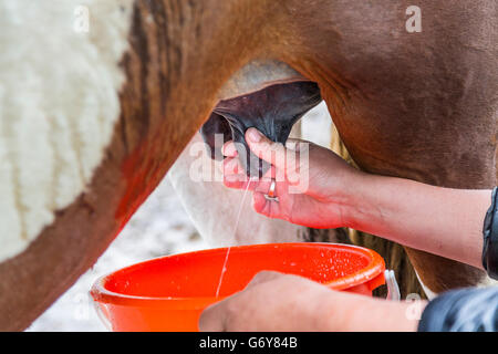 Melken das Pferd um traditionelle nomadische Getränk der Kymys zu machen. Stockfoto