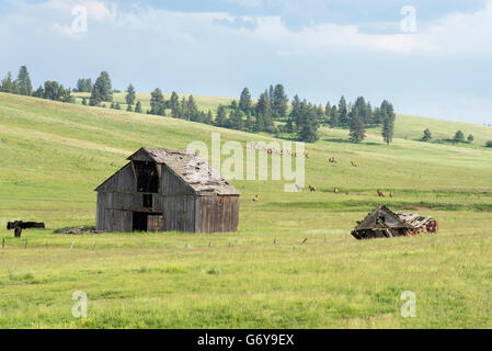 Elch und Kühe in der Nähe einer alten Scheune auf Oregons Zumwalt Prairie. Stockfoto