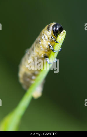 Spargel-Käfer (Crioceris Asparagi) Larve Gemüse zu essen. Schädlinge der Pflanzen in Familie Crysomelidae auf zarten Triebe von Pflanzen Stockfoto