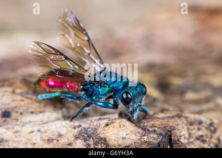 Rubin-tailed Wespe (Chrysis sp.). Kuckuck Wespe in Familie Chrysididae mit hellen metallischen blauen und roten Markierungen, aka Smaragd Wespe Stockfoto