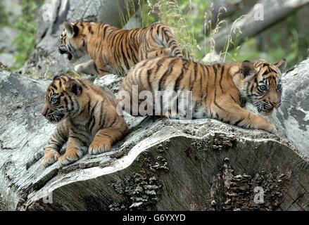 Die jüngsten Geburten im Dublin Zoo, drei weibliche Sumatra-Tiger-Jungen, eine der am meisten gefährdeten Arten der Welt, ihre ersten Auftritt im Dublin Zoo. Satu, Dua und Tiga, was auf Bahasa Indonesisch „eins“, „zwei“ und „drei“ bedeutet, wogen bei der Geburt jeweils 900 Gramm und werden von der Mutter Sigra erfolgreich aufgezogen. Die Weltbevölkerung der Sumatra-Tiger beträgt nur 400 in freier Wildbahn und 330 in Zoos. Stockfoto