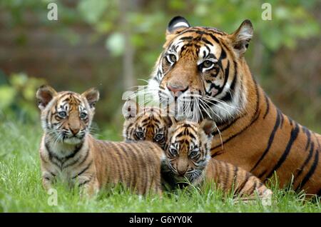 Sumatra Tiger Cubs Stockfoto