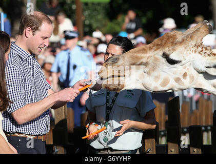 Der Herzog und die Herzogin von Cambridge füttern Giraffen im Taronga Zoo in Sydney, Australien, der Herzog und die Herzogin von Cambridge sind auf einer dreiwöchigen Tour durch Australien und Neuseeland. Stockfoto