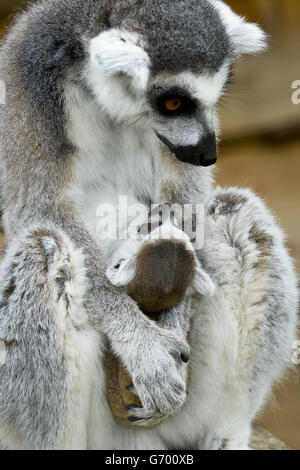 Mitzi, die fünfjährige Lemurin, kuschelt ihr noch namenlos neugeborenes Baby im Wild Place Project in Bristol, wo drei der weiblichen Lemuren in der eigens dafür geschaffenen begehbaren Anlage in den letzten zwei Wochen Babys bekommen haben. Stockfoto