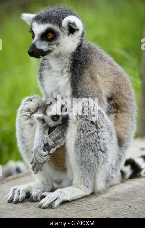 Neugeborenen Lemuren am wilden Ort Projekt in Bristol Stockfoto