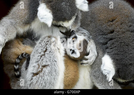 Mitzi, die fünfjährige Lemurin, kuschelt ihr noch namenlos neugeborenes Baby im Wild Place Project in Bristol, wo drei der weiblichen Lemuren in der eigens dafür geschaffenen begehbaren Anlage in den letzten zwei Wochen Babys bekommen haben. Stockfoto