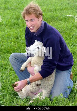 Prinz William auf der Herzogtum-Heimatfarm. Prinz William versucht sich bei der Inspektion von Schafen während seines Besuchs auf der Duchy Home Farm in Gloucestershire. Stockfoto