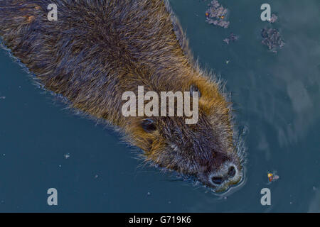 Nutria / (Biber brummeln) / Nutrias Stockfoto