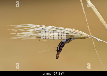 Roggen-Ohr mit Mutterkorn, Brandenburg, Deutschland / (Secale Cereale), (Claviceps Purpurea) Stockfoto