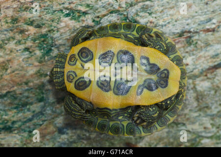 Rot-Schmuckschildkröte Schildkröte, Jungtier, 12 Tage, mit Ei-Zahn / (ist Scripta Elegans, Pseudemys Scripta Elegans) / rot-eared Slider, Plastron Stockfoto