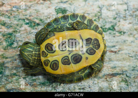 Rot-Schmuckschildkröte Schildkröte, Jungtier, 12 Tage, mit Ei-Zahn / (ist Scripta Elegans, Pseudemys Scripta Elegans) / rot-eared Slider, Plastron Stockfoto