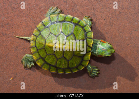 Rot-Schmuckschildkröte Schildkröte, Jungtier, 12 Tage, mit Ei-Zahn / (ist Scripta Elegans, Pseudemys Scripta Elegans) / rot-eared Slider Stockfoto