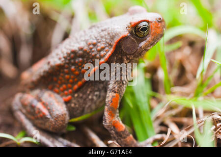 Rote Kröte, Hidden Valley, KwaZulu-Natal, Südafrika / (Schismaderma Carens) Stockfoto