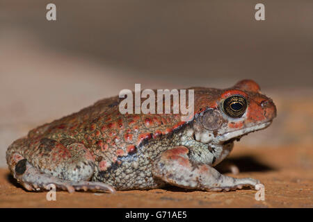 Rote Kröte, Hidden Valley, KwaZulu-Natal, Südafrika / (Schismaderma Carens) / Seite Stockfoto