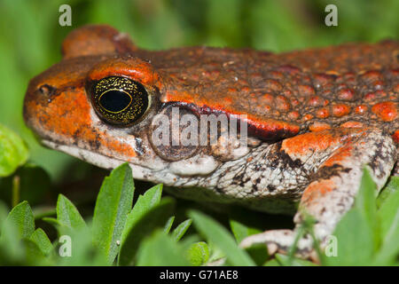 Rote Kröte, Hidden Valley, KwaZulu-Natal, Südafrika / (Schismaderma Carens) Stockfoto