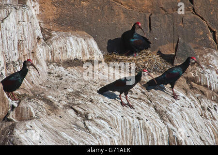 Südlichen Waldrappen, Brutkolonie, in der Nähe von Mooi River Falls, Hidden Valley, KwaZulu-Natal, Südafrika / (Geronticus Calvus) Stockfoto