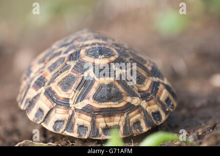 Radix Scharnier-Rücken-Schildkröte, Hluhluwe-Umfolozi Nationalpark, Südafrika / (Kinixys Natalensis) Stockfoto