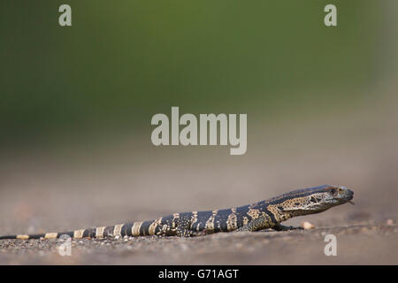 Nilwaran, Hluhluwe-Umfolozi Nationalpark, Südafrika / (Varanus Niloticus) Stockfoto