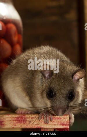 Fett Siebenschläfer, essbare Siebenschläfer (Glis Glis) im Lagerkeller, Europa Stockfoto