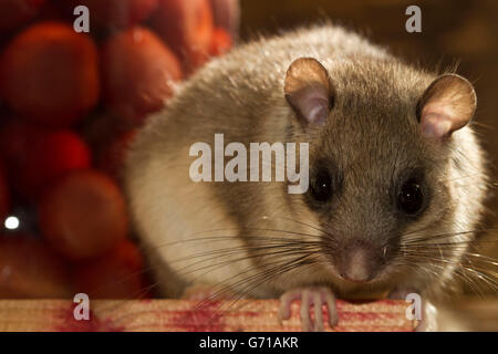 Fett Siebenschläfer, essbare Siebenschläfer (Glis Glis) im Lagerkeller, Europa Stockfoto