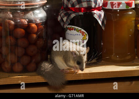 Fett Siebenschläfer, essbare Siebenschläfer (Glis Glis) Marmeladengläser, Lagerkeller, Europa Stockfoto