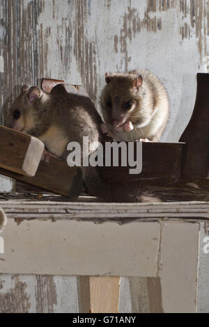 Fett Siebenschläfer, essbare Siebenschläfer (Glis Glis) auf Glättung Flugzeug, alte Werkstatt, Europa Stockfoto