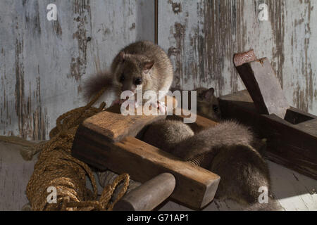 Fett Siebenschläfer, essbare Siebenschläfer (Glis Glis) auf Glättung Flugzeug, alte Werkstatt, Europa Stockfoto