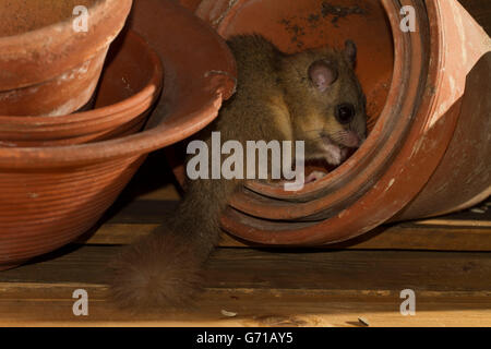 Fett Siebenschläfer, essbare Siebenschläfer (Glis Glis) zwischen Blumentöpfen, Europa Stockfoto