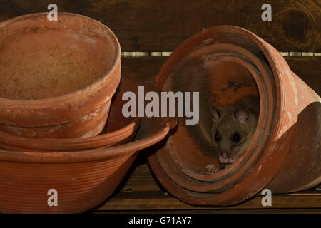 Fett Siebenschläfer, essbare Siebenschläfer (Glis Glis) zwischen Blumentöpfen, Europa Stockfoto