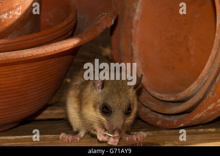 Fett Siebenschläfer, essbare Siebenschläfer (Glis Glis) zwischen Blumentöpfen, Europa Stockfoto