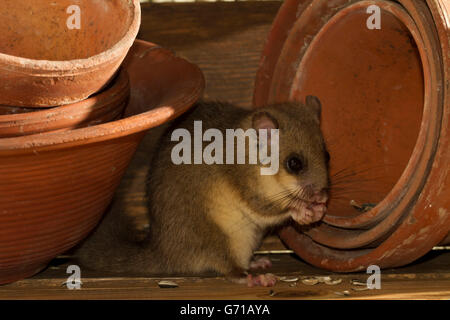 Fett Siebenschläfer, essbare Siebenschläfer (Glis Glis) zwischen Blumentöpfen, Europa Stockfoto