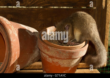 Fett Siebenschläfer, essbare Siebenschläfer (Glis Glis) zwischen Blumentöpfen, Europa Stockfoto