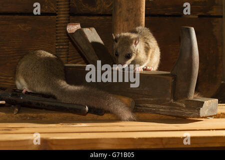 Fett Siebenschläfer, essbare Siebenschläfer (Glis Glis) auf einer Glättung Ebene, alte Werkstatt, Europa Stockfoto