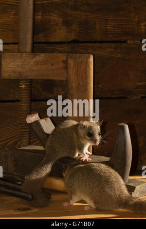 Fett Siebenschläfer, essbare Siebenschläfer (Glis Glis) auf einer Glättung Ebene, alte Werkstatt, Europa Stockfoto