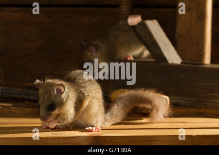 Fett Siebenschläfer, essbare Siebenschläfer (Glis Glis) auf einer Glättung Ebene, alte Werkstatt, Europa Stockfoto