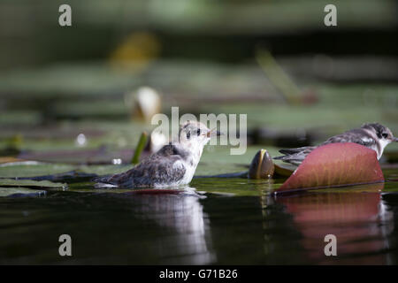 Schwarz-Seeschwalbe (Chlidonias Niger), Jugendliche, Seddinsee, Brandenburg, Deutschland Stockfoto