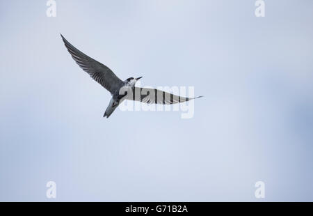 Schwarz-Seeschwalbe (Chlidonias Niger), fliegen, Seddinsee, Brandenburg, Deutschland Stockfoto