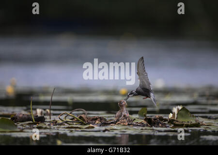 Schwarz-Seeschwalbe (Chlidonias Niger), Fütterung der Küken, Seddinsee, Brandenburg, Deutschland Stockfoto