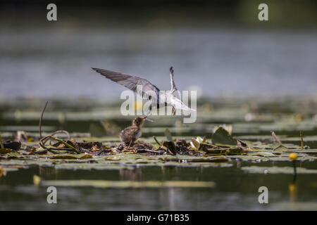 Schwarz-Seeschwalbe (Chlidonias Niger), Fütterung der Küken, Seddinsee, Brandenburg, Deutschland Stockfoto