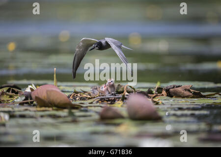 Schwarz-Seeschwalbe (Chlidonias Niger) und Küken, Seddinsee, Brandenburg, Deutschland Stockfoto