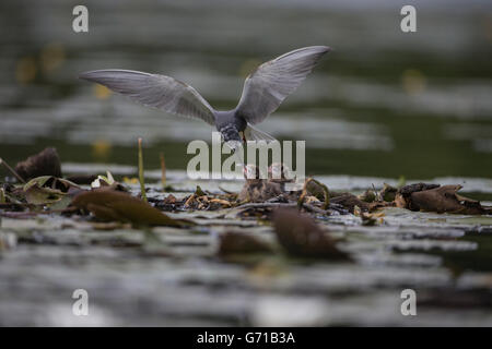 Schwarz-Seeschwalbe (Chlidonias Niger), Fütterung der Küken, Seddinsee, Brandenburg, Deutschland Stockfoto