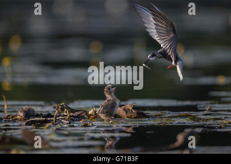 Schwarz-Seeschwalbe (Chlidonias Niger), Fütterung der Küken, Seddinsee, Brandenburg, Deutschland Stockfoto