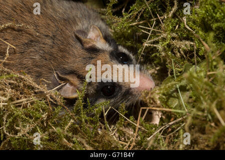 Gartenschläfer (Eliomys Quercinus), im Nest mit Moos, Europa Stockfoto