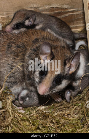 Gartenschläfer (Eliomys Quercinus), mit Jugendlichen im Nest mit Moos, Europa Stockfoto