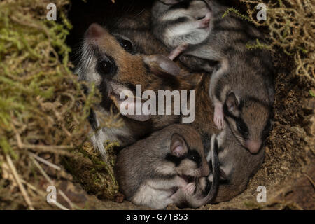 Gartenschläfer (Eliomys Quercinus), mit Jugendlichen im Nest mit Moos, Europa Stockfoto