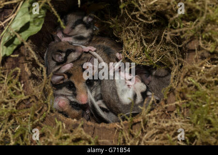 Gartenschläfer (Eliomys Quercinus), mit Jugendlichen im Nest mit Moos, Europa Stockfoto