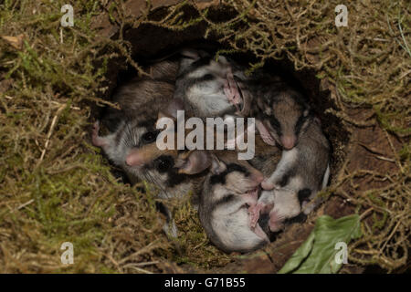 Gartenschläfer (Eliomys Quercinus), mit Jugendlichen im Nest mit Moos, Europa Stockfoto