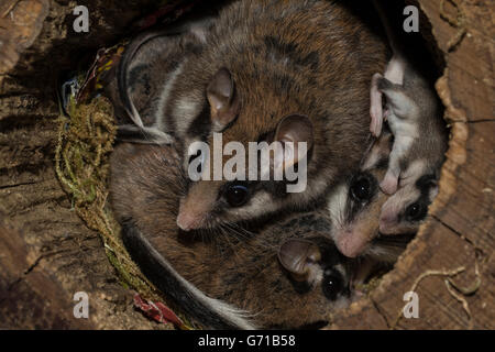 Gartenschläfer (Eliomys Quercinus), mit Jugendlichen im Nest, Europa Stockfoto